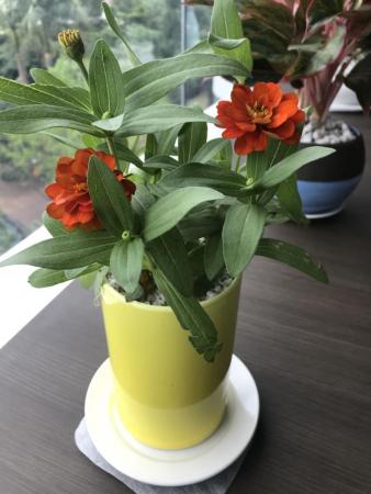 Potted flower orange